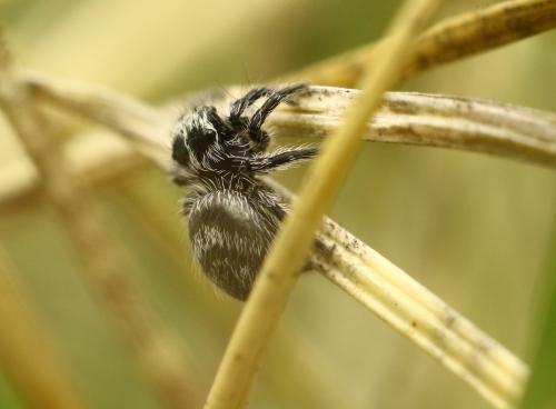 Philaeus chrysops